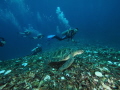 Swimming with sea turtle.