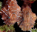 Recently rediscovered Psychedelic Frogfish. A pair discovered under a coral head at 30 feet.