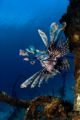 Lion Fish have now taken over most of the wrecks in Nassau, Bahamas. Here is a healthy one at the Sea Viking Wreck. Taken with the Nikon D70 in Sea & Sea Housing using YS120 Strobe.