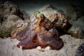 Finally I encounter an octopus on a beautiful night dive in the Turks & Caicos - WOW, what a beauty! Love, love, love this fella (or gal)!