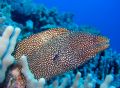 white mouth moray taken in kona using a canon a95 macro vivid and cloudy setting.