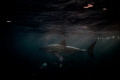 Great white shark darts past during a Neptune island sunset. 
Photo taken with Olympus OMD1 Markii.