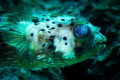 Balloonfish