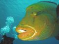 Napoleon Wrasse, 