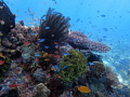 it was a beautiful day and an even more beautiful dive! I took this shot just a meter below the surface while waiting for the rest of our group... when you see something so full of life and color you just have to take a photo. this is the result.