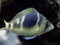 Natural light shot of a Barred Hamlet