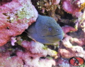 Capture this Moray Eel @ Red Sea , Small Brothers Island