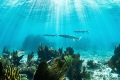 An iconic Florida Keys scene. Barracuda on the prowl for an easy meal. They're intelligence is very obvious, always calculating and looking for an opportunity to present itself.