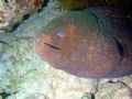 Egypt, Red Sea. Moray eel in its lair. So typical...