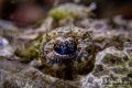 The eye of a flathead crocodilefish. I felt, rather than saw his departure right after I snapped this shot; his eyelashes are just gorgeous!