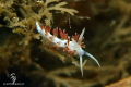 Flabellina perched on a piece of algae at Blue Heron Bridge.