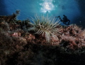 Nice underwater view of a volcano, El Hierro, Canary Island