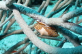 Flamingo Tongue.  Taken in Cozumel, Mexico.