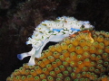 Lettuce Sea Slug, Elylsia crispata, Bonaire