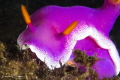 Hypselodoris apolegma/This is a 100 mm macro lens close-up of this beautiful nudibranch.