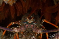 This is one of my favorite photographs I've taken underwater. This painted lobster caught my eye. The whole scene was just perfect. The natural frame from the fan corals just makes everything pop! (ps. check out his afro) :P