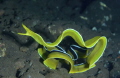 Yellow Ribon Eel - Housereef Scuba Seraya Resort - Karangasem - Bali. 
Picture D800 - Lens 105 mm - f18 / 1/125.