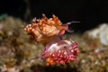 Mating Nudibranch, Anilao, Philippines. D7200, Ikelite housing, 2xDS161 strobes, 105mm macro lens, 1/200 f/22. April 2019