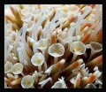 Field of flowers and spikes - flower urchin - Toxopneustes pileolus
Reunion Island TG3