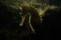 Title ; Appearane of thorny seahorse
This is backlight photo of thorny seahorse.