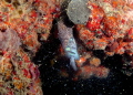 Diving off the Neptune Memorial Reef, an underwater cemetery and artificial reef, this spotted moray eel grabs an unsuspecting sergeant major fish for dinner. The eel thrashed a bit to grab a good hold of the fish, causing fish scales and debris.