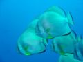 Curious Bat Fish passing by while hanging at deco stop...