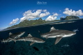 Black tip reef sharks above Moorea, the heart of French Polynesia
