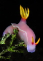 A Hypselodoris, whose beauty I enjoyed capturing while on a dive in Lembeh Strait.