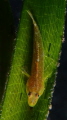 I was on a Shaun, the Sheep hunt when I found this Ghost Goby hanging out on a reed in Lembeh Strait.