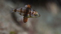 Juvenile of Diplodus sp. (vulgaris?). note the fins structure and the coloured cells of the skin