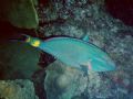 Stoplight Parrotfish-East Bank of Flower Garden Banks National Marine Sanctuary.