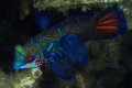 A Mandarin fish that seemed to come toward me, instead of fluttering away, as if to say 
