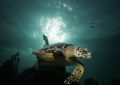 A regular visitor to a commonly dived site. Late afternoon sun alays gives the water a green tint which I wanted for the shot. Finaly got to do the dive without being responsible for other divers