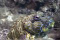 We were watching each other for a while... I could actually watch his eyes follow me around while I was swimming. Stocky Hawkfish, taken at 3 Tables, Haliewa, Hawaii using a single strobe on a Nikon D70 in an Ikelite housing.