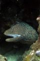 Originally, I only saw the tail of this White Mouth Moray. After finding the business end, I spent a while blinding him with my strobe. Three Tables, Haleiwa, Hawaii