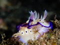 Smelling the roses: Living in the moment seems so much easier underwater. All our worries and (self-)doubts stay at the surface and we can even take the time to stop and smell the roses, like this nudibranch (Hypselodoris tryoni).