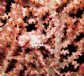 Pygmy seahorse taken at Diaz Island, Samal Island, Philippines