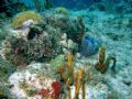 Underwater Landscape
An underwater paradise taken with a digital camera and a flash diffuser. This was only in about 25 feet of water in St. Maarten.
