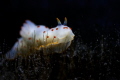 Gymnodoris ceylonica spoted in Moorea - French Polynesia