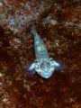 Blenny-taken w macro @ East Bank, Flower Gardens