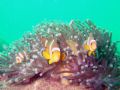 Clowfish in their anenomies.