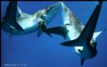 Galapagos Love. I'm honestly not sure exactly what these two sharks were doing, maybe just a fluke behavior I snapped at the right time, or maybe not...? Ha ha.