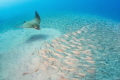 Bullray flying over the schooling fishes, waits for a good moment to hunt its lunch.