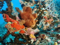 During a liveaboard trip to Maldives I took a shot of this frogfish with my Olympus TG-6, Isotta housing , Backscatter M52 wide angle lens and 2x INON S-2000 strobes.