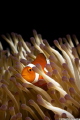 A little orange clownfish in his natural habitat.