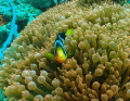 Clown fish in Nosy Be, Olympus TG-6, Isotta housing, Backscatter M52 wide lens, 2x INON S-2000