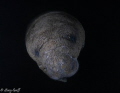 Manatee at dawn on a cold January morning in the Florida Springs.  Shot with Nikon D500, Tokina 10-17, Inon z330 on lowest setting.