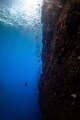 Spawning anthias on the vertical ledges of Lehua.