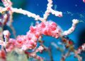 Pygmy Seahorse, Southern Leyte, Philippines. Taken at 30 metres with flash on macro setting.