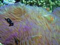 Giant Magnificient Sea Anemone and Friends